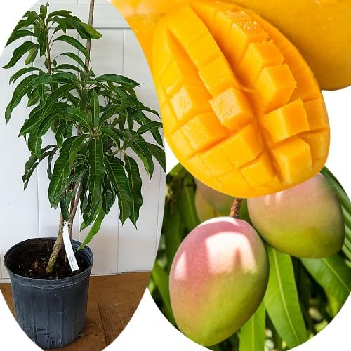 Super Julie Mango Fruit Tree Live Plant, Fruit Plant, 2-3 Ft Tall - Image 4