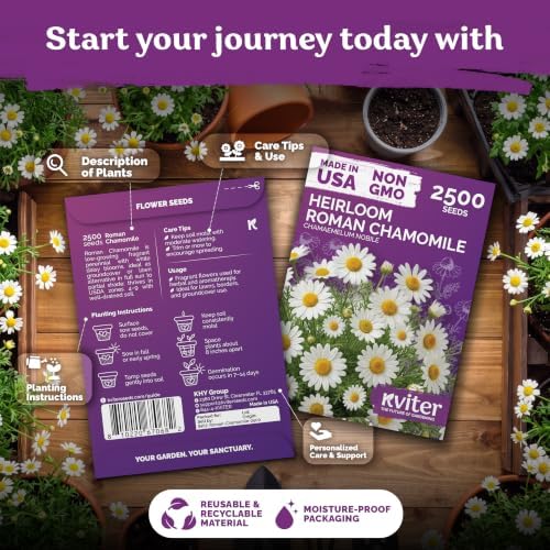 2500 Roman Chamomile Heirloom Perennial Flower Seeds, Chamaemelum Nobile - Image 2