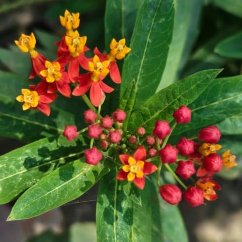 2 Tropical Milkweed Plants, Live Fragrant Asclepias Plant, 4-7'' Tall - Image 5