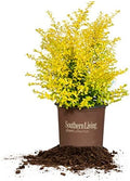 Perfect Plants Sunshine Ligustrum Shrub, 3 Gallon, Golden Evergreen by PerfectPlantsNursery