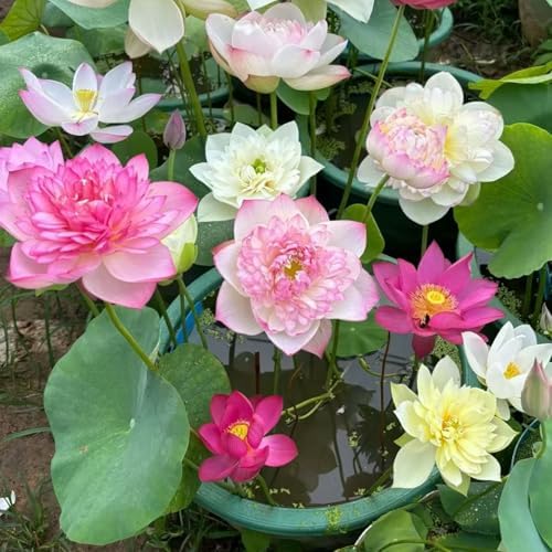 20pcs Bowl Lotus Seeds for Planting - Bonsai Lotus Seeds, Water Lily Flower, Aquatic Plants, Ideal for Ponds, Non-GMO Home Garden Plant Seeds, Flowering Aquatic Bonsai by Unknown