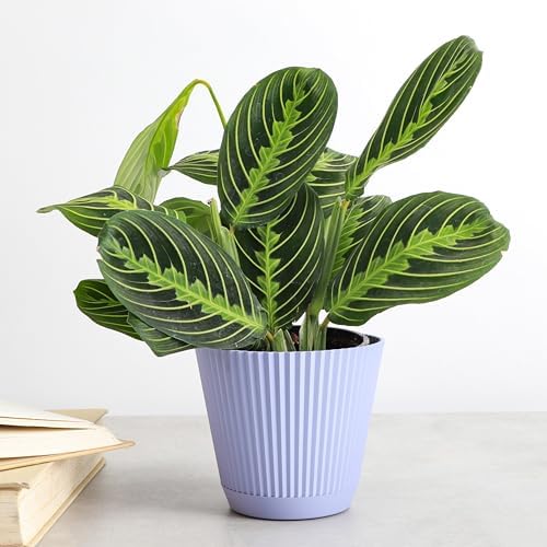 Live Lemon Lime Prayer Plant, Pet Friendly, Easy to Grow, 4" Pot - Image 2