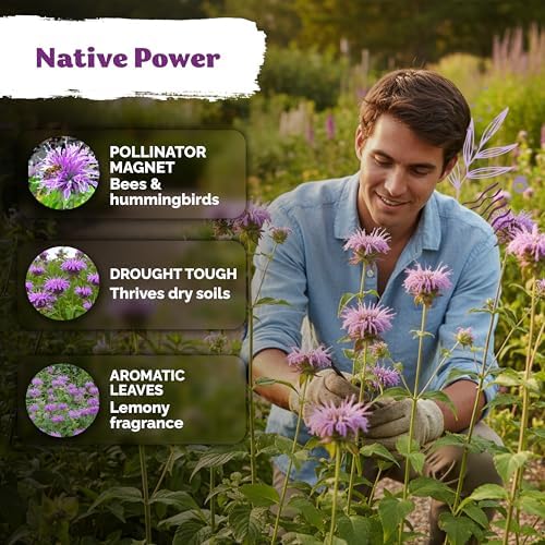 1,000 Wild Bergamot Heirloom Flower Seeds for Planting, Monarda Fistulosa - Image 4