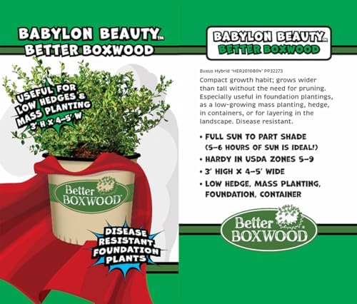 Better Boxwood 1 Gal. Babylon Beauty Shrub - Image 3