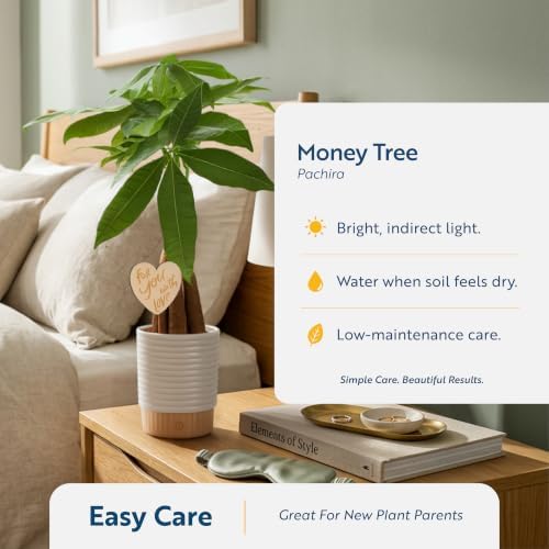 Costa Farms Money Tree, Live Indoor Plant, for Gifting, 16 in. Tall - Image 6