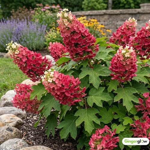 Ruby Slipper Oakleaf Hydrangea Live Plant, 6-10" Tall in a Quart Pot, Hydrangea Plant Live, Low Maintenance, Cold Hardy Perennial Flowering Shrub for Garden Beds & Outdoor Landscaping - Image 5