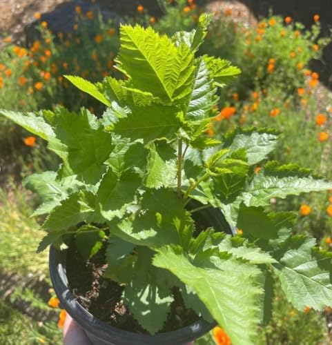 Arkansas Prime BlackBerry Live Plant (5-9" Tall) – Primocane Fruiting Berry Bush – Zones 6-9 – Two Harvests Per Year – Upright Rubus Starter for Patio or Garden – Sweet & Thornless - Image 4