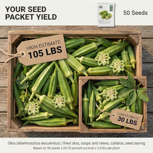 50 Star of David Okra Seeds for Planting - Large Round 8-Ridged Pods, Israeli Heirloom, Non-GMO, USA Grown by RDR Seeds - Image 2