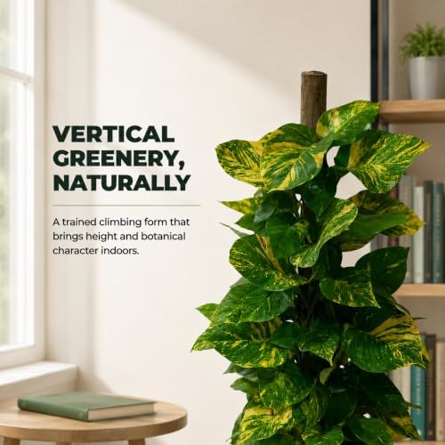 Golden Hawaiian Pothos Totem Pole, 8 Inch Grower Pot, Tall Climbing Plant - Image 5