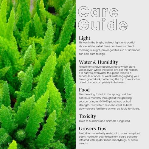 American Plant Exchange Foxtail Fern – 6-Inch Pot – Live Easy Care Tropical Plant with Arching Needle-Like Foliage for Indoor Décor, Patios, Containers, Hanging Baskets & Garden Landscapes - Image 5