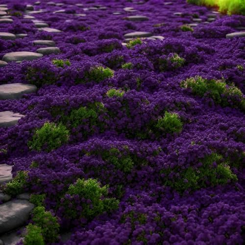 20000 Purple Creeping Thyme Seeds for Planting Outdoor,Creeping Phlox Ground Cover Seeds,Perennial Flower Seed Plant Non-GMO Heirloom Thyme Thymus Serpyllum Seed in Home - Image 5