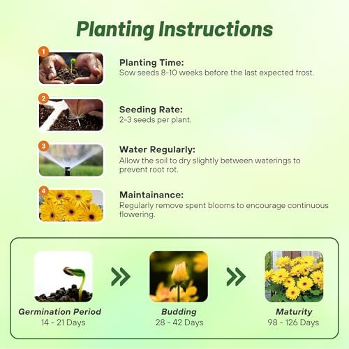 Outsidepride Golden Yellow Gerbera Seeds - 20 Pcs Perennial, Compact & Low Maintenance, Flower Seeds for Planting w/Dazzling Yellow Blooms, Ideal for Garden Landscaping & Cut Flower Arrangements - Image 4