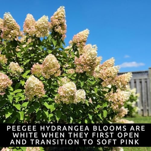 PG Hydrangea Live Bare Root Plants, 2 Pack, Panicle Hydrangea Shrub - Image 2