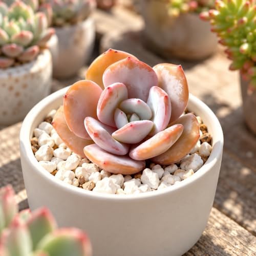 Echeveria 'Milk Tea' Bare Root Succulent Live Plant 1.5-2 Inch 3 Plant Set - Image 6
