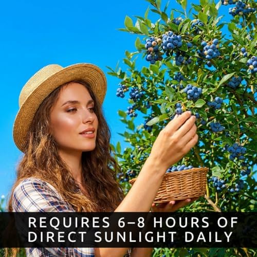 1 Blueberry Bonsai Tree Seedling – 1 Year Old Live Plant, Well Rooted Fruit Bearing Shrub for Container Growing, Edible Bonsai Starter for Patio, Indoor or Outdoor Gardening - Image 6