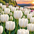 25 White Wedding Dress Tulip Bulbs | Double White Tulips for Spring Gardens by CZGrain