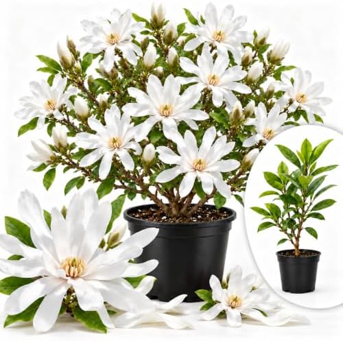 Star Magnolia Flower Tree Live Plant, Outdoor Landscape Tree, 2.5'' Pot by GardenNurserySince1996
