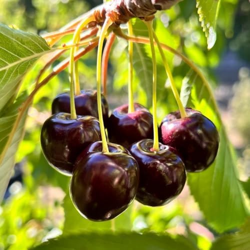 2 Black Cherry Live Plants, Fruit Bearing Tree, 12-18 Inch Tall - Image 6