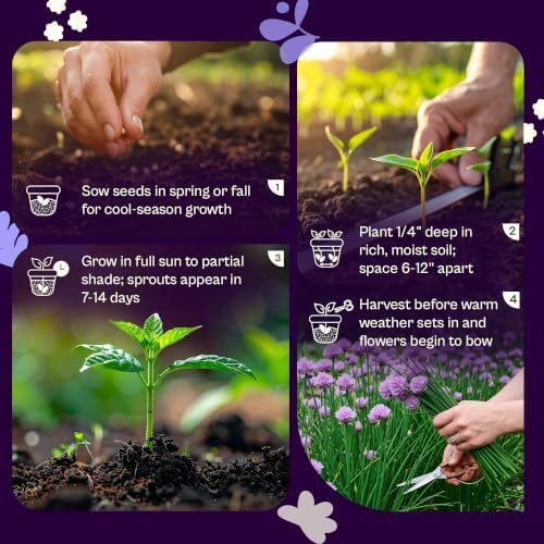 SVI 800 Chives Seeds (Allium schoenoprasum) – Onion Chives Seed Packets, Heirloom Perennial Herbs with Mild Onion Flavor – Culinary Herb Seeds for Home Garden, Containers, Indoor & Outdoor Herb Garden - Image 5