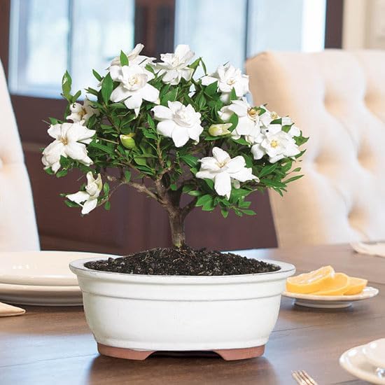 Daisy Ship Gardenia Veitchii Fragrant - 2 x 2 inch Bags - Image 3
