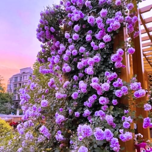 Purple Rose Live Plant, Flower Rose Plant, 5-9 Inch Tall by UIOTER