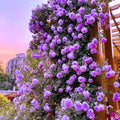 Purple Rose Live Plant, Flower Rose Plant, 5-9 Inch Tall by UIOTER