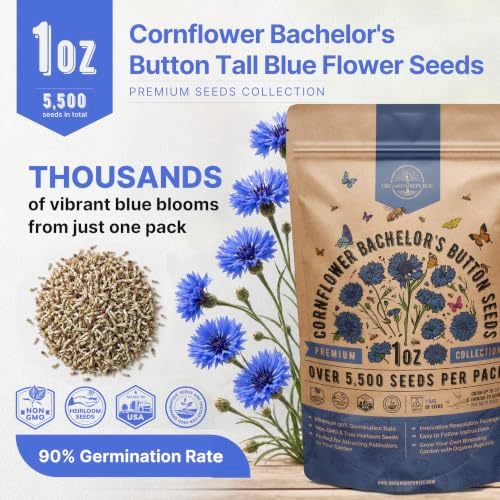 Cornflower Bachelor's Button Tall Blue Seeds for Planting - 1 oz Pack, Approx. 5,500 Centaurea Cyanus Seeds for Outdoor Gardens, Cut Flowers and Pollinator Habitats - Image 3