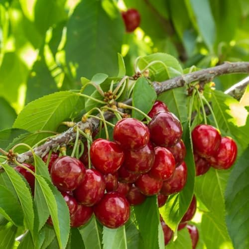 Mix Dwarf Bonsai Fruit Tree Seeds for Planting, 40+ Lemon Tree Seeds 40+ Cherry Tree 40+ Orange 40+ Apple 20+ Blueberry, Organic Fruit Seeds, 5 Variety Individual Packs - Image 2