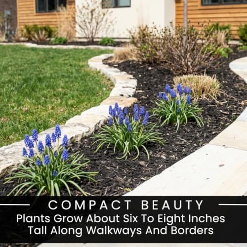 15 Grape Muscari Bulbs | Blue Spring Flowers for Garden Borders and Pots - Image 5
