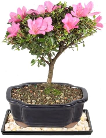 Brussel's Bonsai - Medium Satsuki Azalea Live Bonsai Tree, Potted Outdoor Plant - Image 3