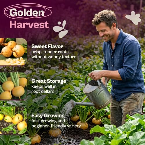 SVI 2500 Gold Ball Turnip Heirloom Vegetable Seeds Brassica rapa Non GMO - Image 3