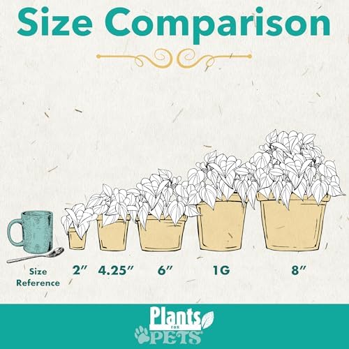 String of Bananas Plant Live Succulent, 6 in. Pot, Easy Trailing Succulents - Image 6