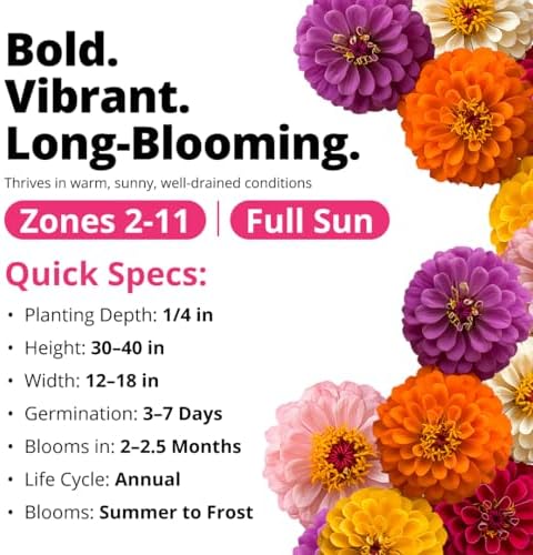 HOME GROWN Zinnia Dahlia Seeds, 524 Seeds, Zinnia elegans - Image 4