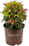 Southern Living Blush Pink Nandina, Live Evergreen Shrub, 3 Gallon by BloomingBeautiful