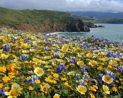 ~ California Wildflower Seed Mix (5 lbs) 23 Species of Wildflower Seeds - Image 6