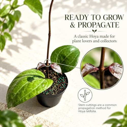 Hoya Latifolia Sarawak Live Plant | Hoya Cuttings Starter Plants - Image 6