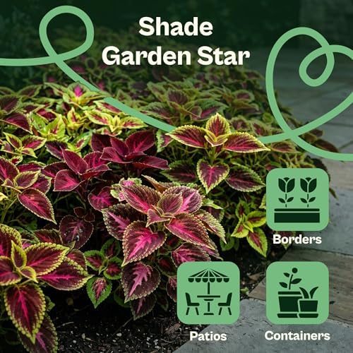 SVI 1200 Rainbow Coleus Seeds (Plectranthus Scutellarioides) - Painted Nettle Garden Seed Packets, Colorful Foliage Mix, Shade Tolerant - Annual Flower Seeds for Indoor & Outdoor Garden and Borders - Image 4