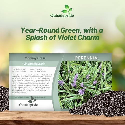 Outsidepride Liriope Muscari Monkey Grass Seeds - 50 Pcs Perennial Ornamental, Drought-Tolerant Lilyturf Ground Cover Seeds - Image 5