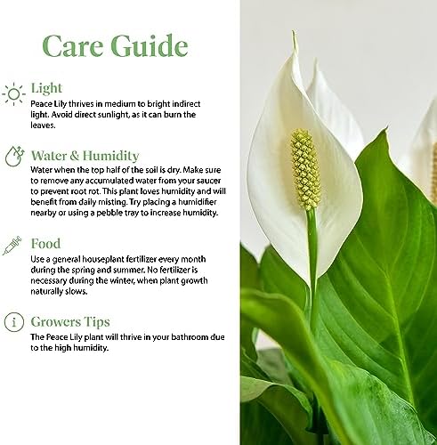 American Plant Exchange Peace Lily, Live Spathiphyllum Plant, Indoor Flowering Houseplant, 4-Inch Pot, Deco Cover, Easy Care, Low Light, Perfect for Housewarming, Sympathy, or Party Gift - Image 5