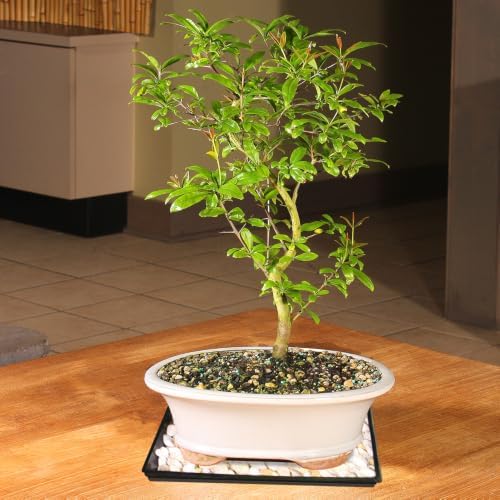 Brussel's Bonsai - Large Live Bonsai Tree, Potted Outdoor Plant - Image 4