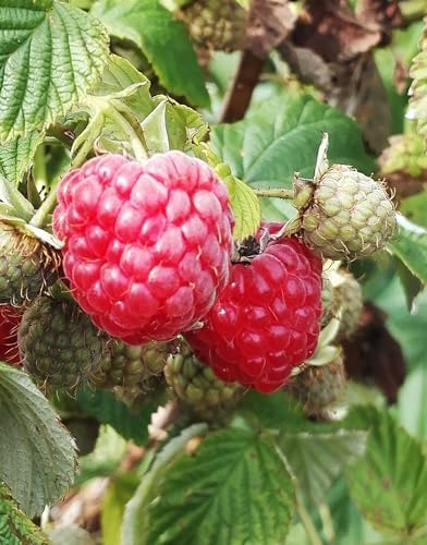 200 pcs Red Raspberry Seeds Red Raspberry Sweet Fruit Vigorous Cold-Hardy - Image 2