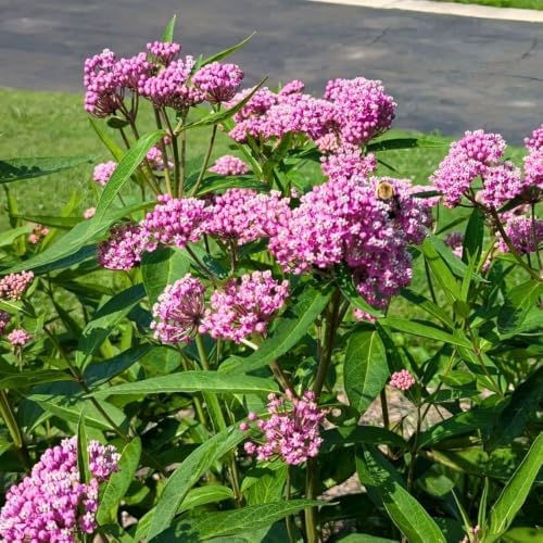 Set of 2 Pink Milkweed Live Plant 4-6" Tall, Dormant in Winter - Image 6