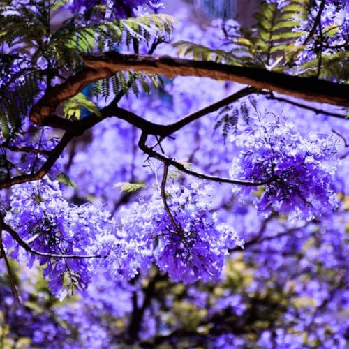 Blue Jacaranda Tree Live Plant, 5-8 Inch Tall, 4 Inch Pot by Unknown