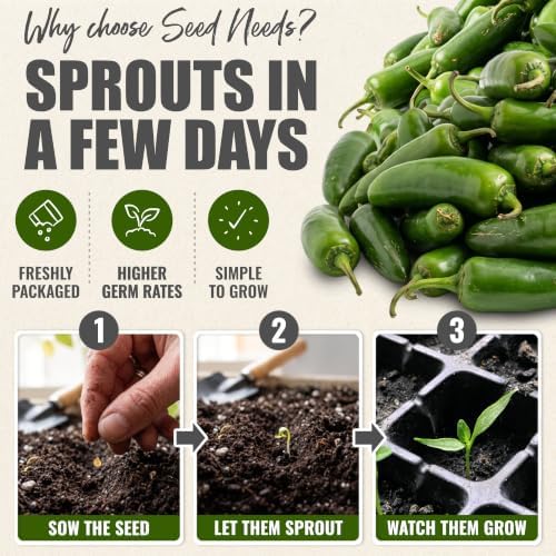 Seed Needs TAM Jalapeño Hot Pepper Seeds to Plant Vegetables - 5 Packs - Image 5
