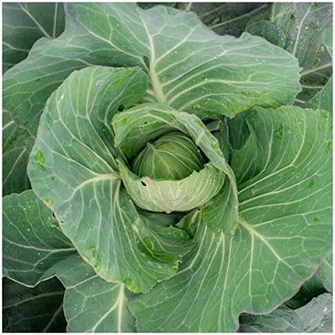 1 Lb Copenhagen Market Early Cabbage Seeds - Gold Vault - Image 2