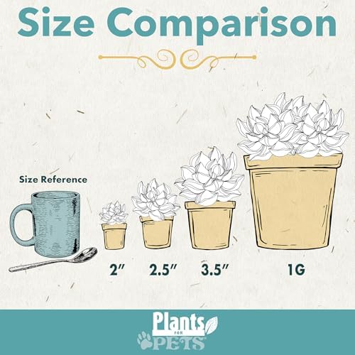 Live Succulents Plant Pack (6-Pack), Real Succulent Plants & Mini Plants for Beginners, Live House Plants, Mini Succulents, Outdoor & Indoor Plants, Live Plants in 2" Grower Pots by Plants for Pets - Image 5