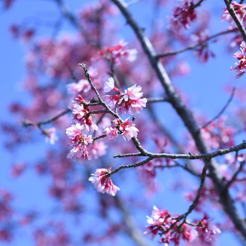 2 Okame Cherry Blossom Tree - Image 6