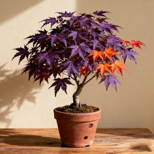 30+ Purple Maple Tree Seeds for Planting, Rare Acer Palmatum Tree Seed, Non-GMO Heirloom Plant Seeds for Garden Home - Image 7