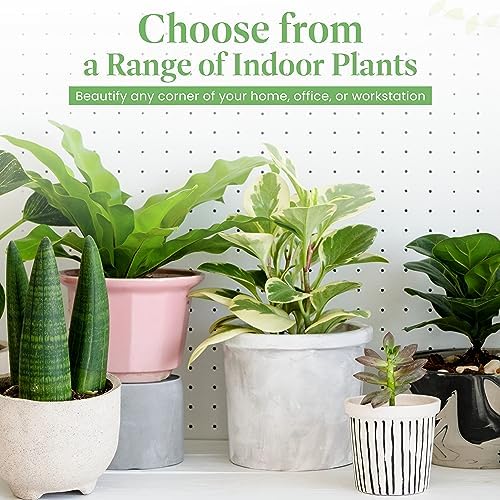 American Plant Exchange Peace Lily, Live Spathiphyllum Plant, Indoor Flowering Houseplant, 4-Inch Pot, Deco Cover, Easy Care, Low Light, Perfect for Housewarming, Sympathy, or Party Gift - Image 4
