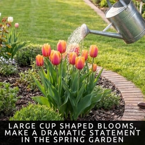 10 Pink Passion Tulip Bulbs | Pink Yellow Spring Flowers to Plant in Garden - Image 2